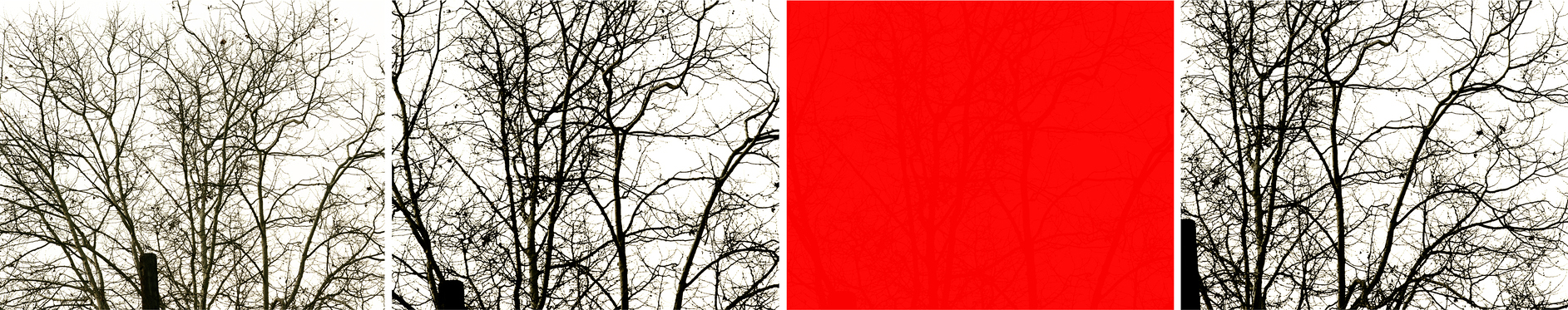 four photographs by Uta Barth, three frames show winter trees and one frame is bright red