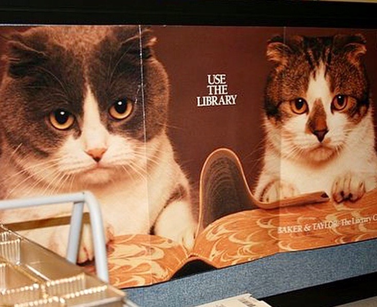 library cats