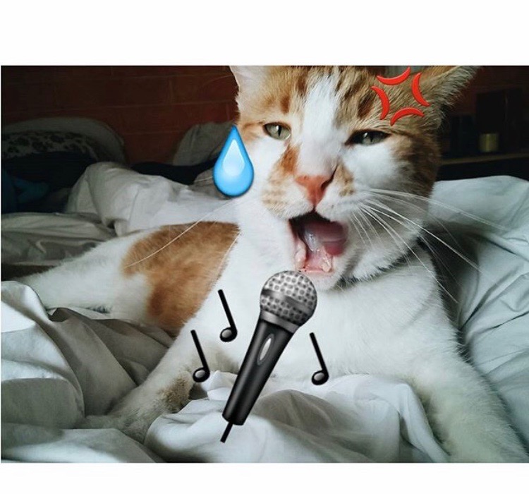 music cat