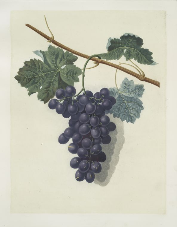 1812 grapes